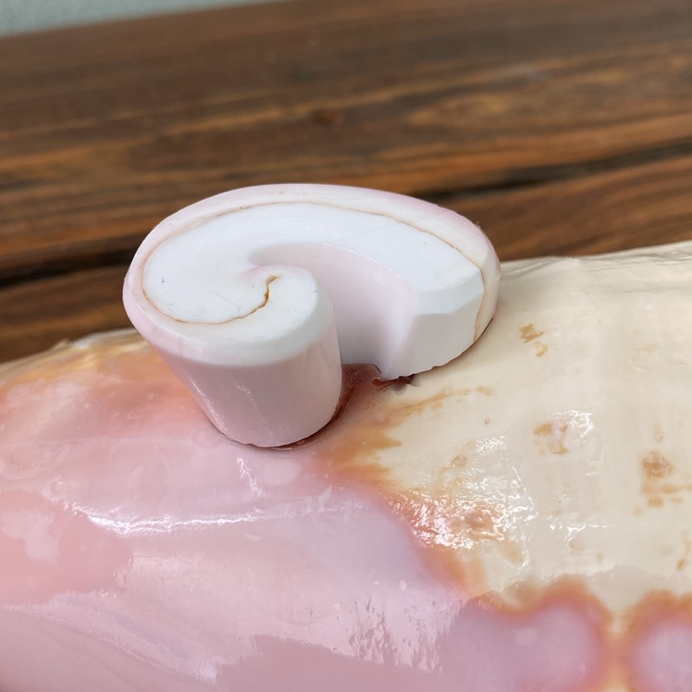 Caribbean Conch Real  Shell  Footed Bowl - Picture 6 of 9
